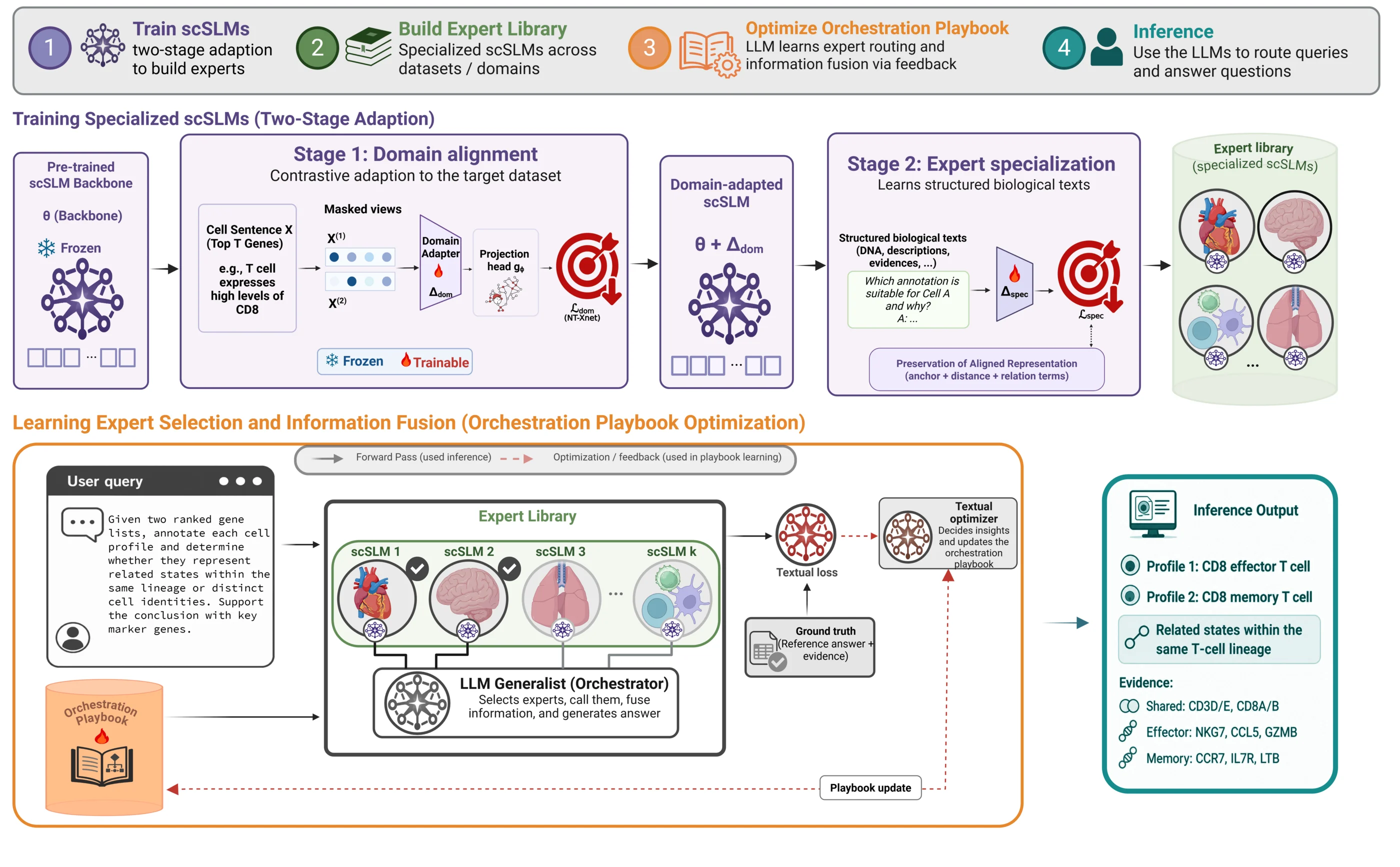 scACORN workflow showing domain alignment, expert specialization, expert library construction, playbook optimization, and inference